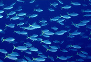 Ocean